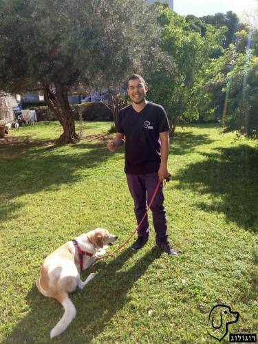 אילוף כלבים